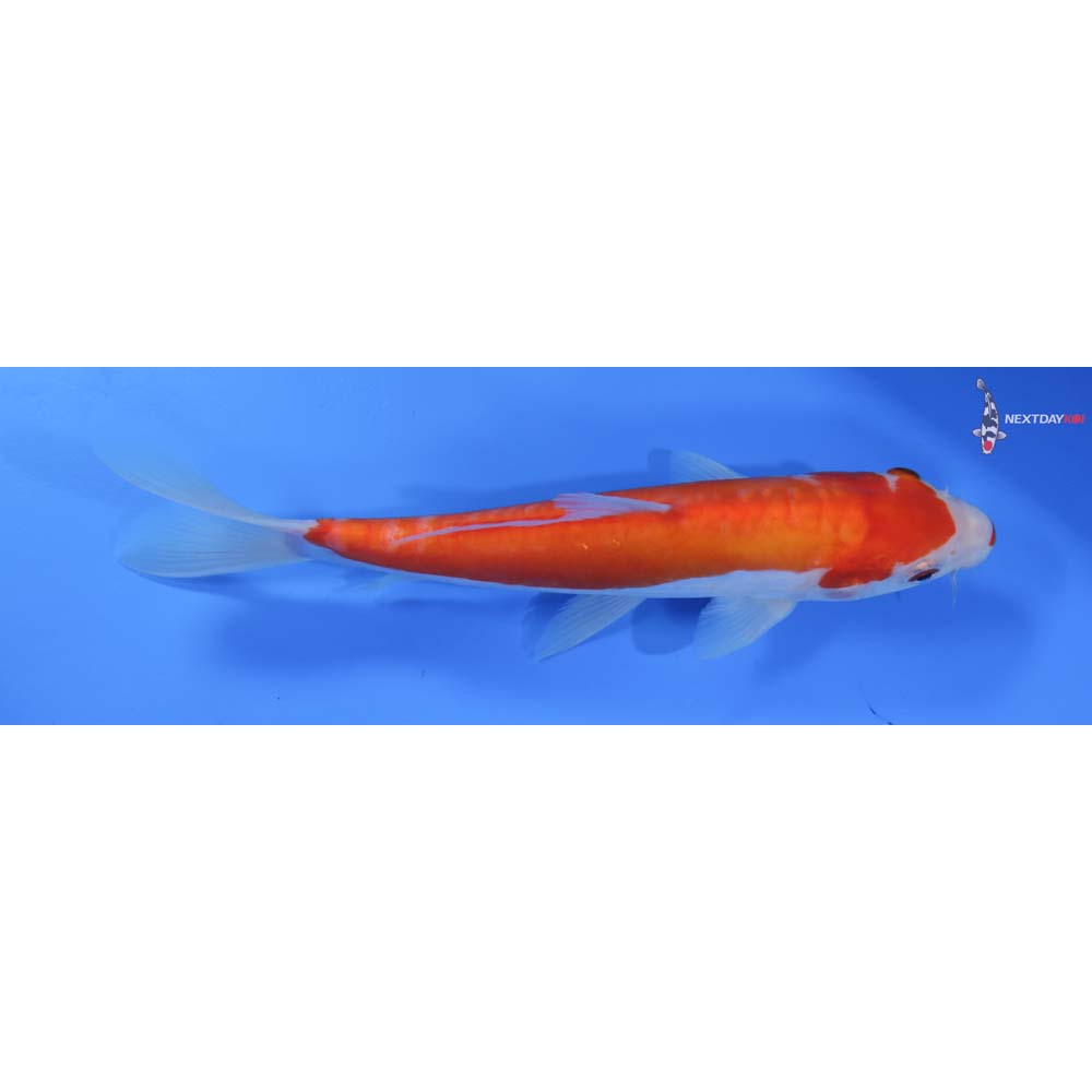 8” Imported Doitsu Kohaku