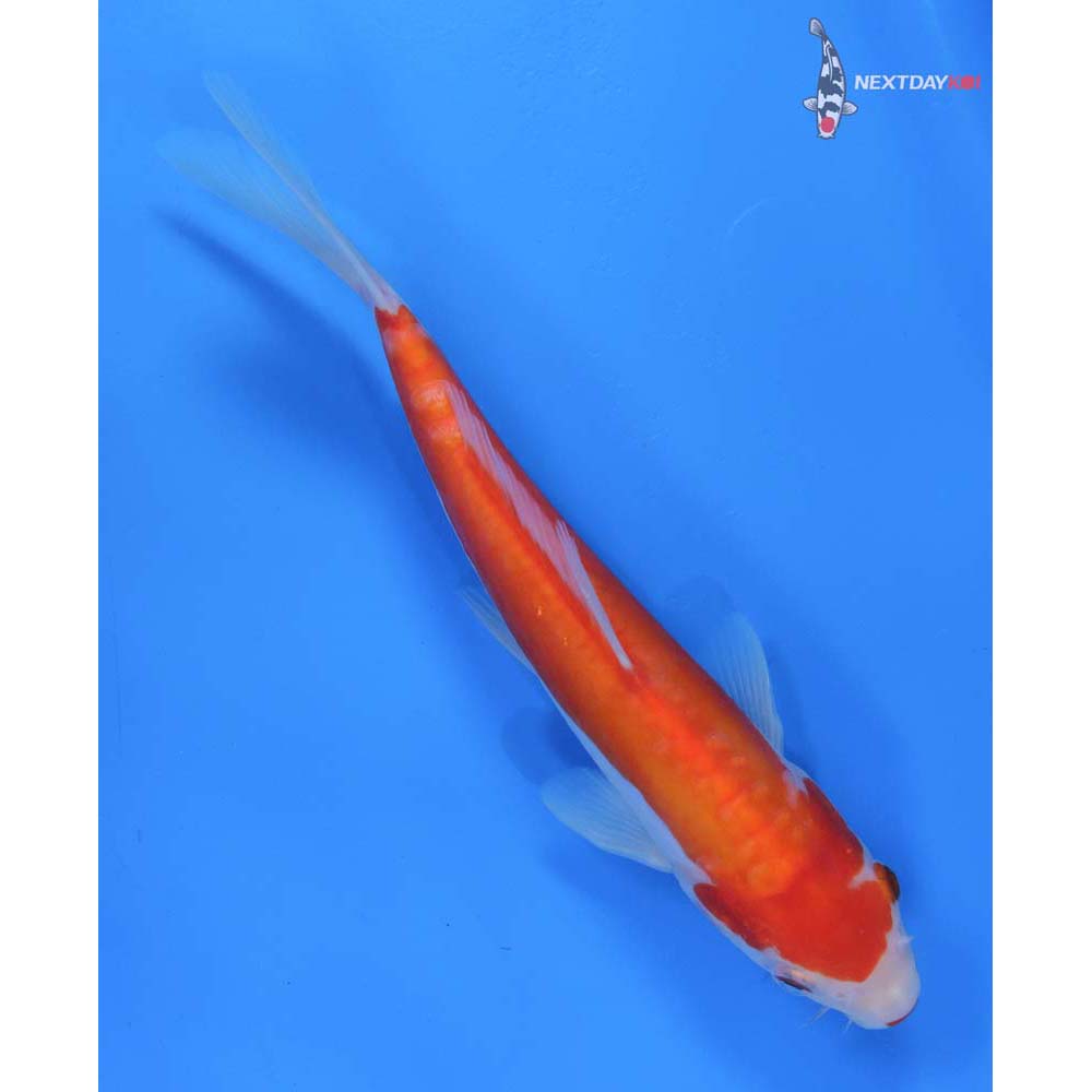 8” Imported Doitsu Kohaku