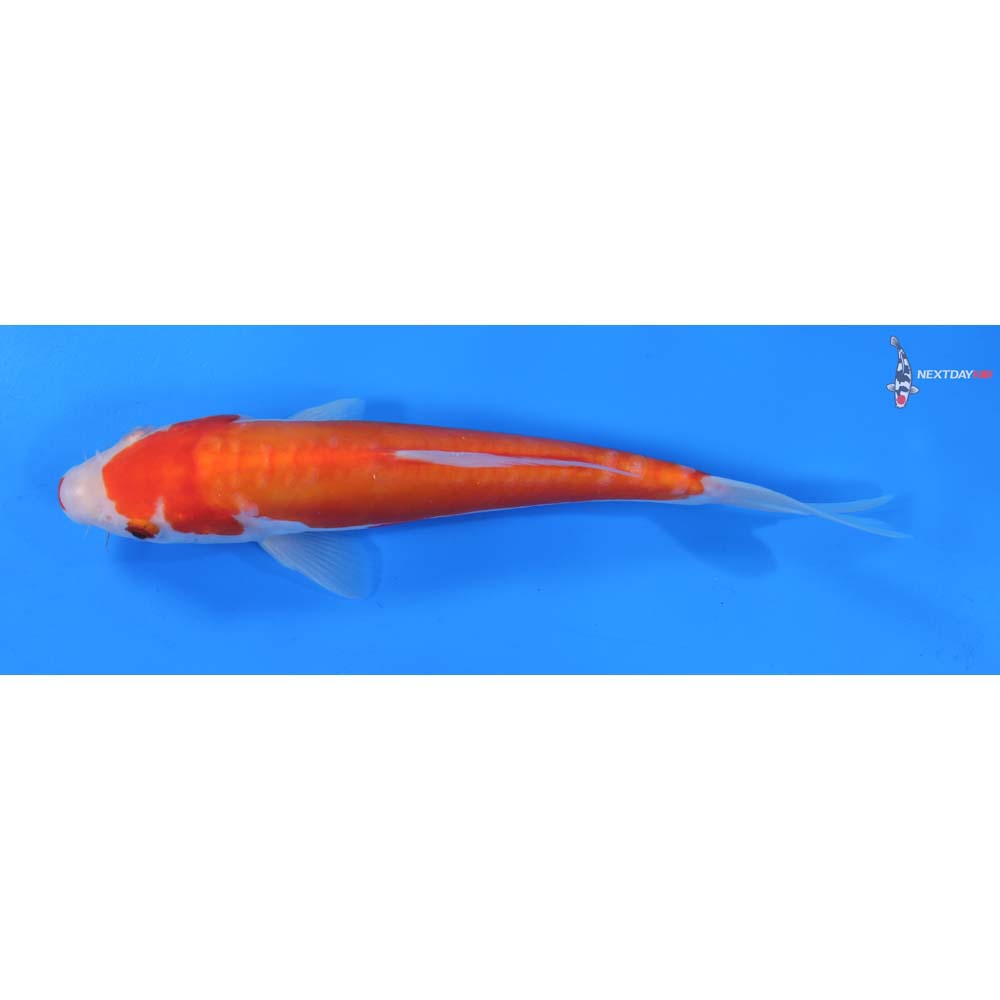 8” Imported Doitsu Kohaku