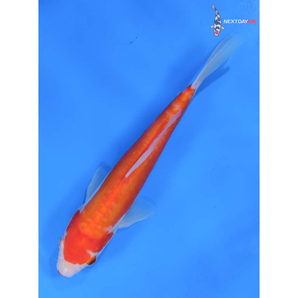 8” Imported Doitsu Kohaku