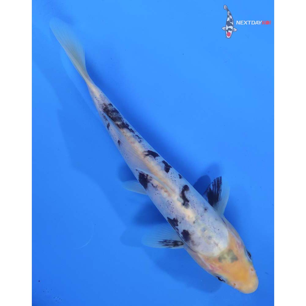 8.5” Imported Doitsu Shiro Bekko