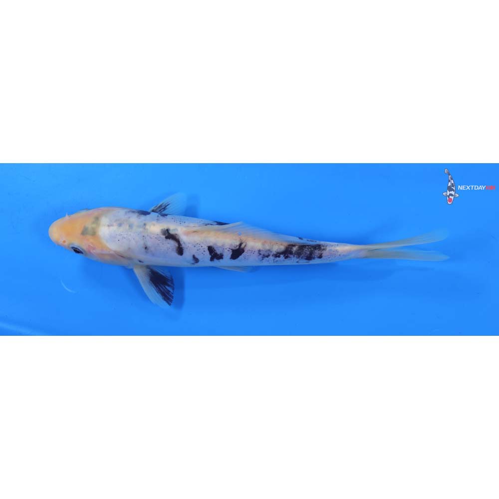 8.5” Imported Doitsu Shiro Bekko