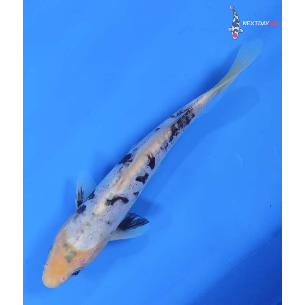 8.5” Imported Doitsu Shiro Bekko