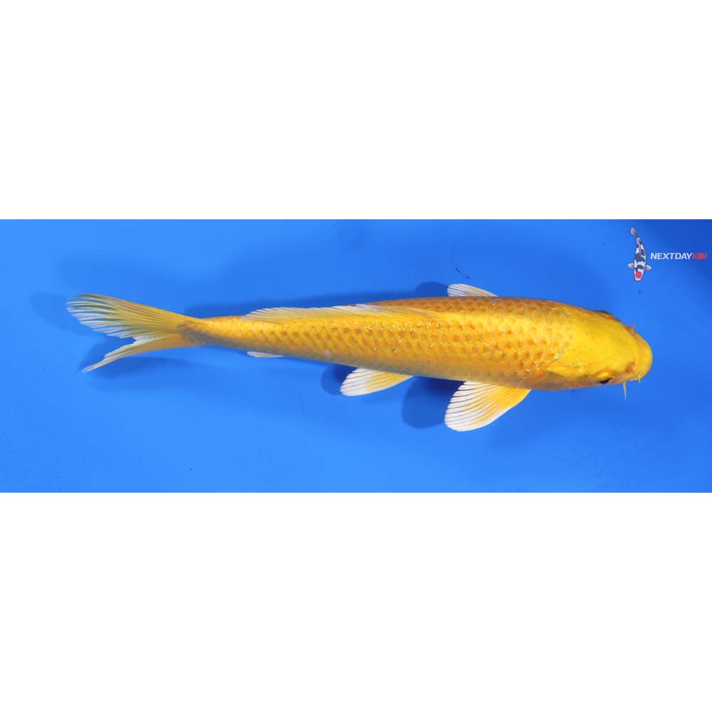 8.5” Imported Yamabuki Ogon