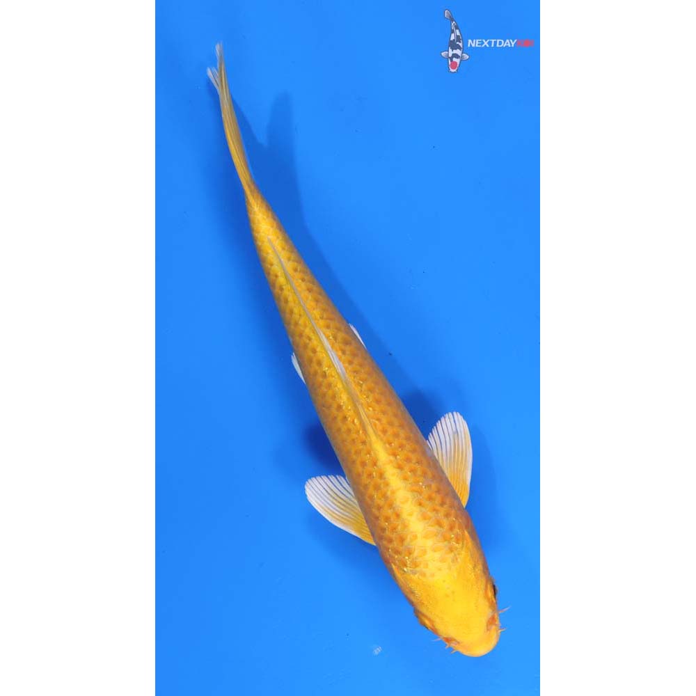 8.5” Imported Yamabuki Ogon