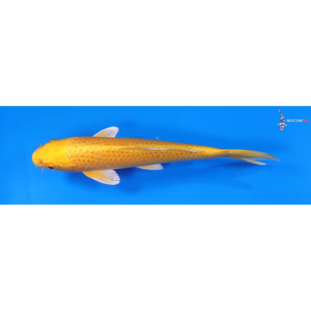 8.5” Imported Yamabuki Ogon