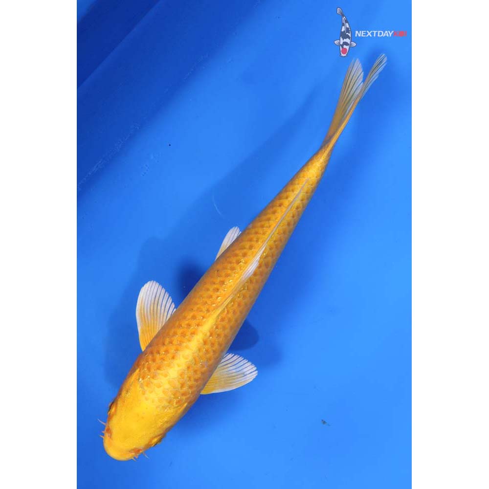 8.5” Imported Yamabuki Ogon