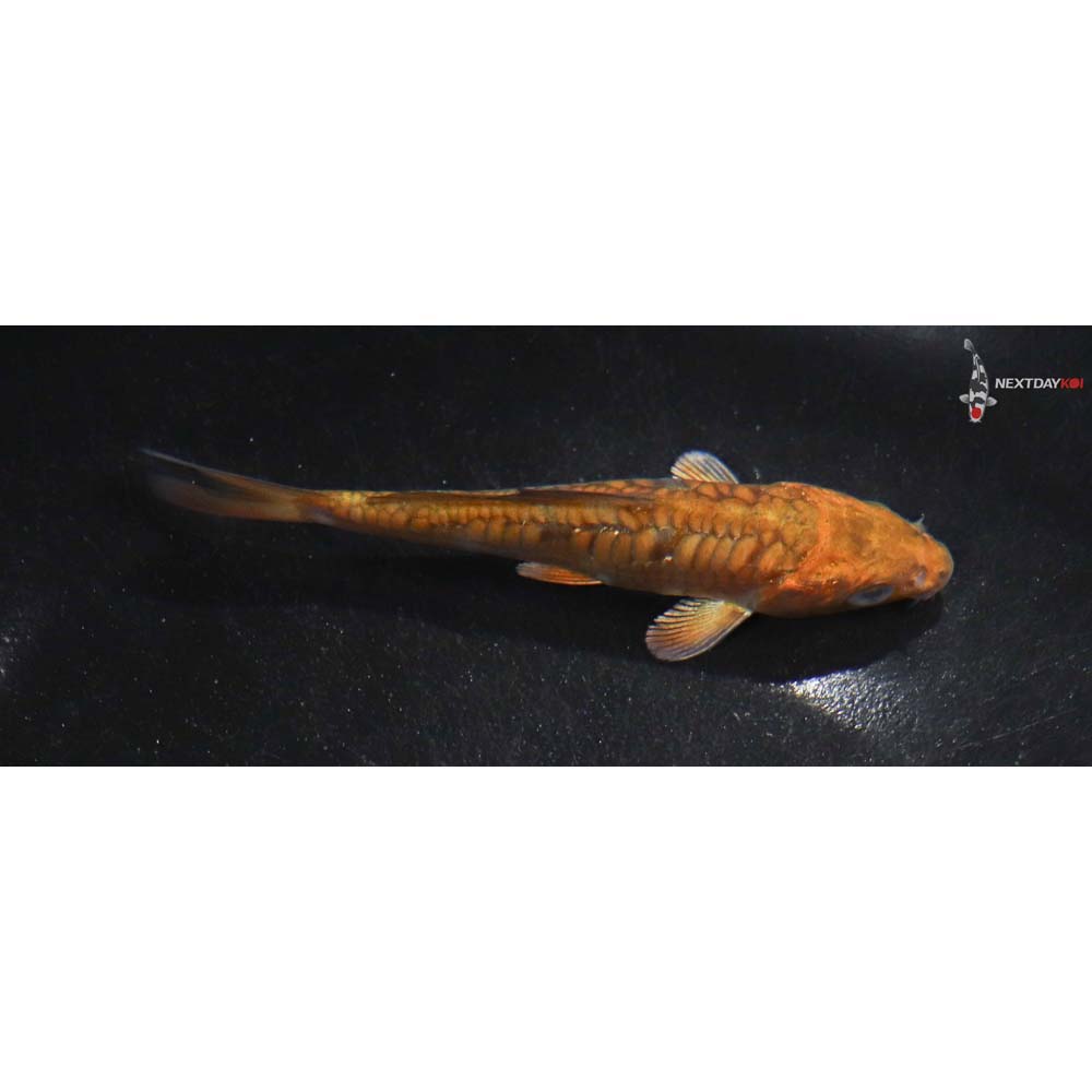 3.5” Imported Armor Scaled Chagoi