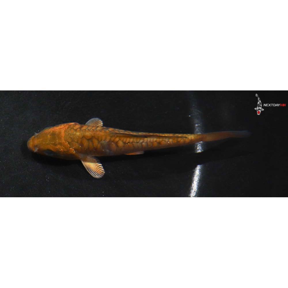 3.5” Imported Armor Scaled Chagoi