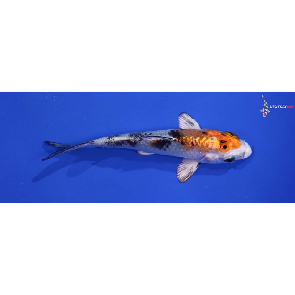 3.5” Imported Yamato Nishiki