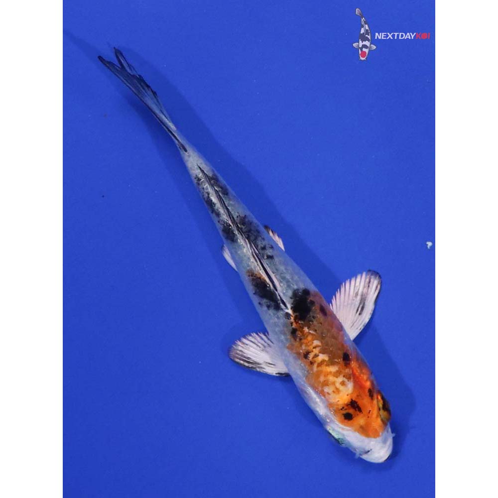 3.5” Imported Yamato Nishiki