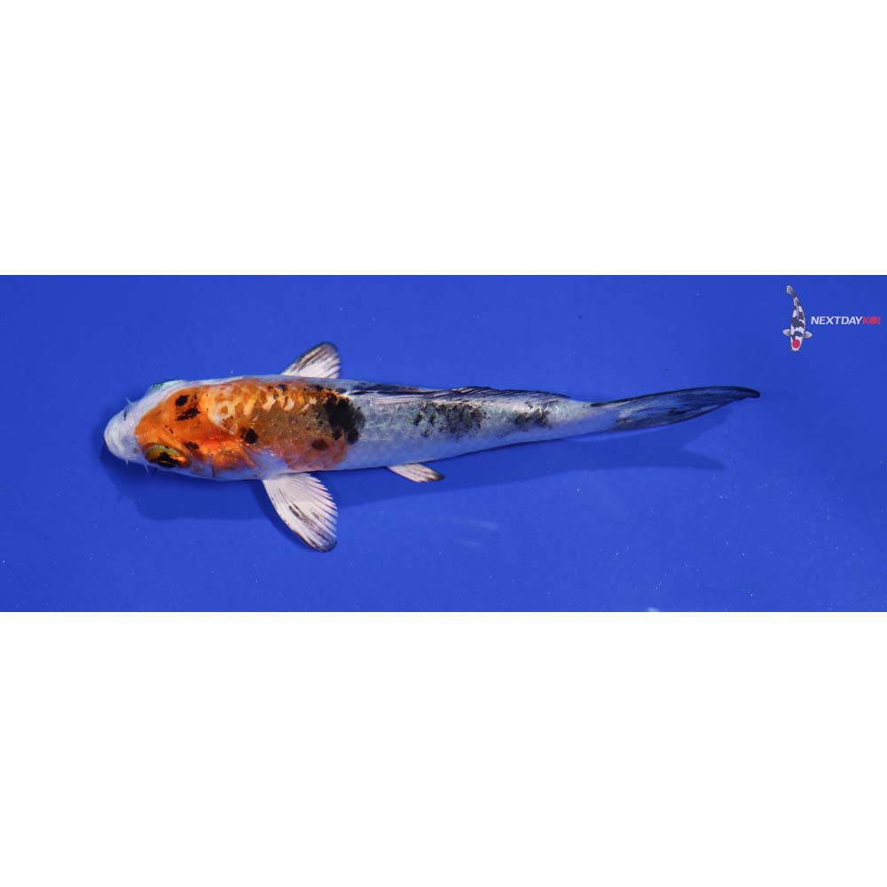3.5” Imported Yamato Nishiki