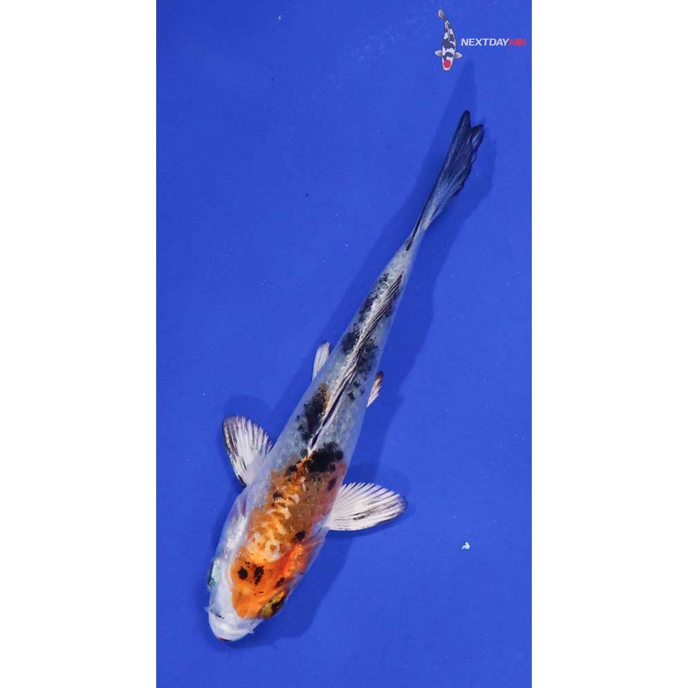 3.5” Imported Yamato Nishiki