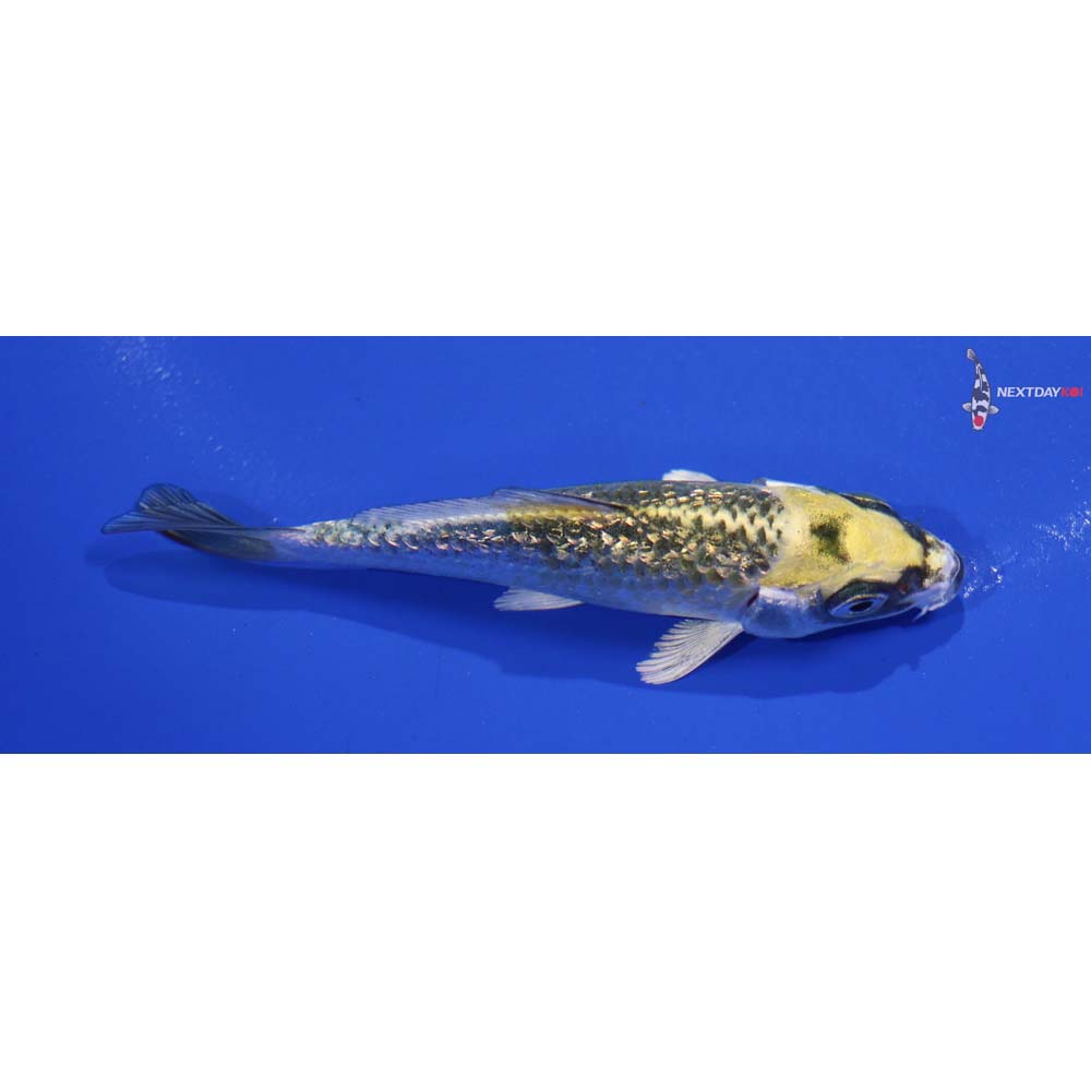 3.5” Imported Gin Rin Kujaku