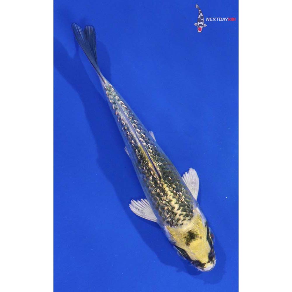 3.5” Imported Gin Rin Kujaku