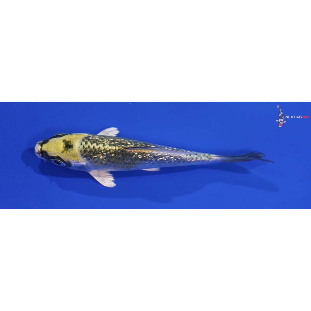 3.5” Imported Gin Rin Kujaku