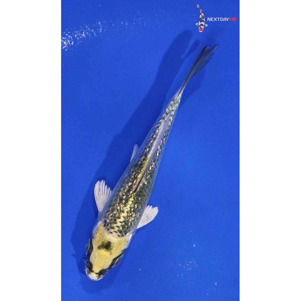 3.5” Imported Gin Rin Kujaku
