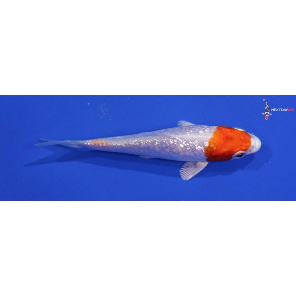 3.5” Imported Gin Rin Hariwake
