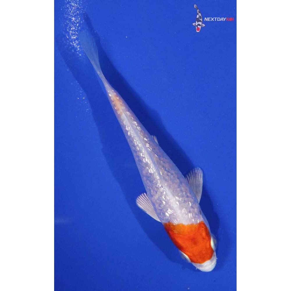 3.5” Imported Gin Rin Hariwake