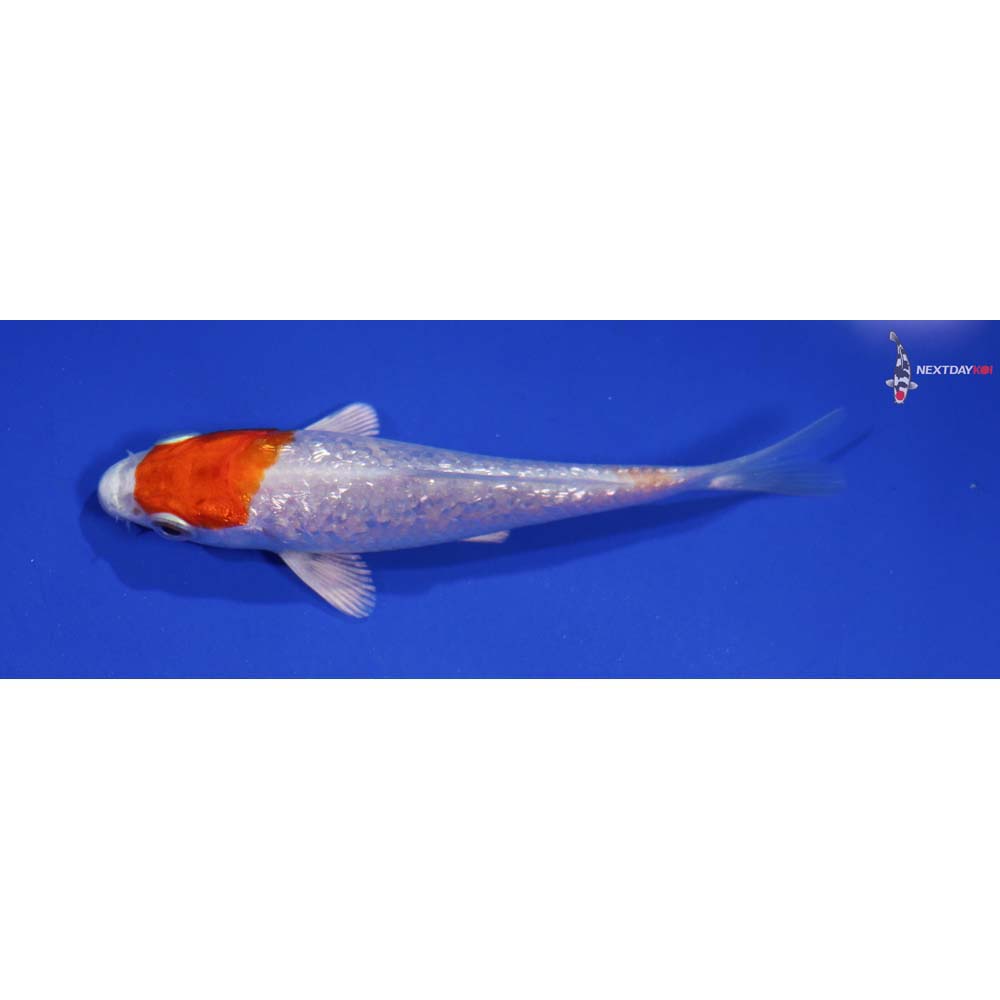 3.5” Imported Gin Rin Hariwake