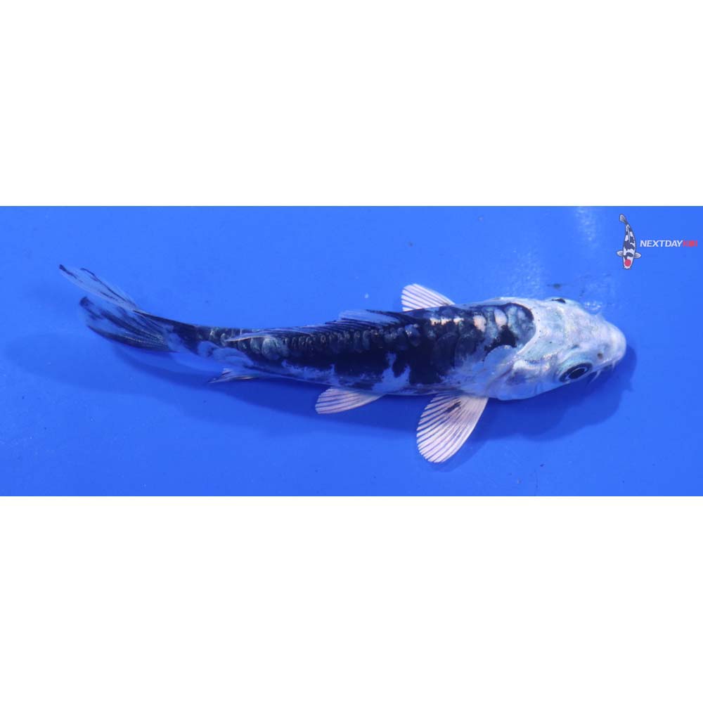 3.5” Imported Kikokuryu
