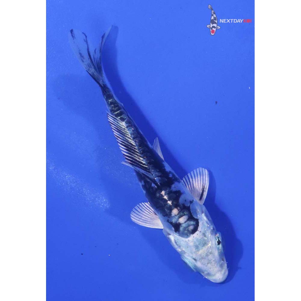 3.5” Imported Kikokuryu