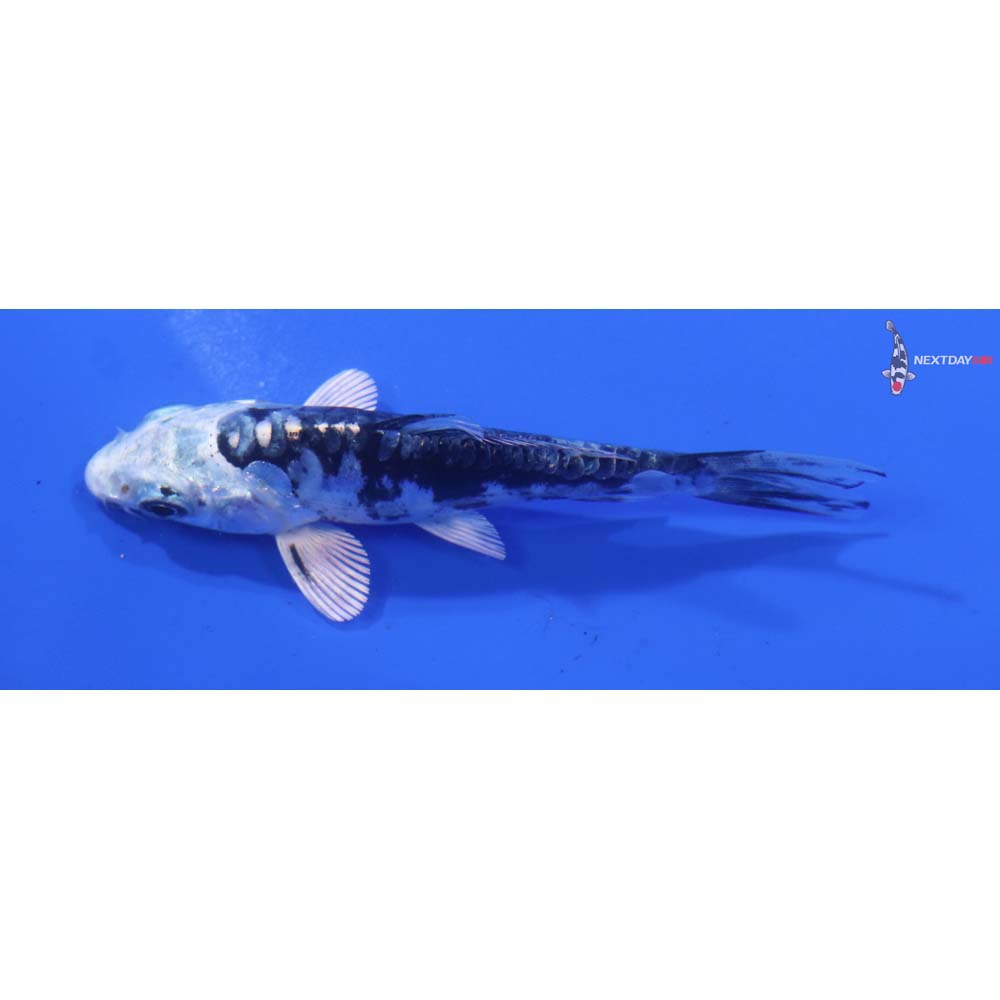 3.5” Imported Kikokuryu