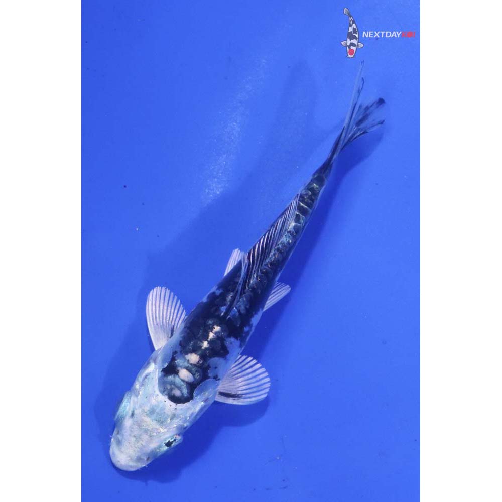 3.5” Imported Kikokuryu