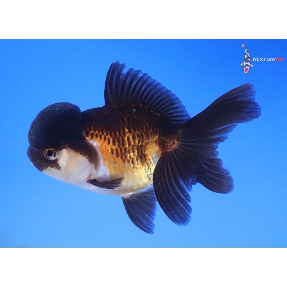 3.5” Imported Tri Color Oranda