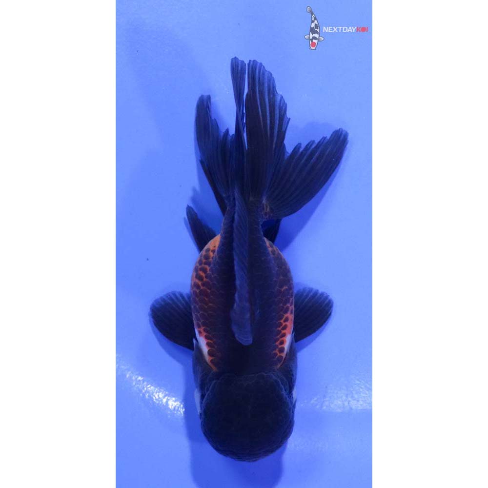 3.5” Imported Tri Color Oranda