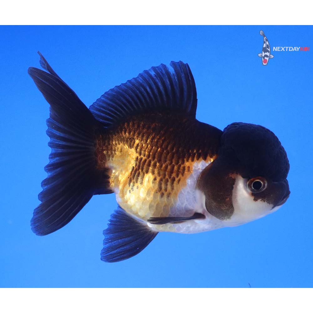 3.5” Imported Tri Color Oranda