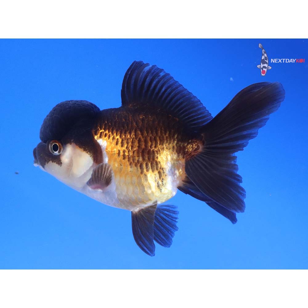 3.5” Imported Tri Color Oranda