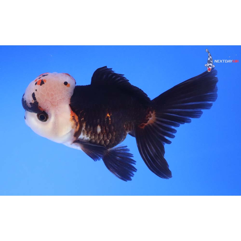 4” Imported Tri Color Oranda