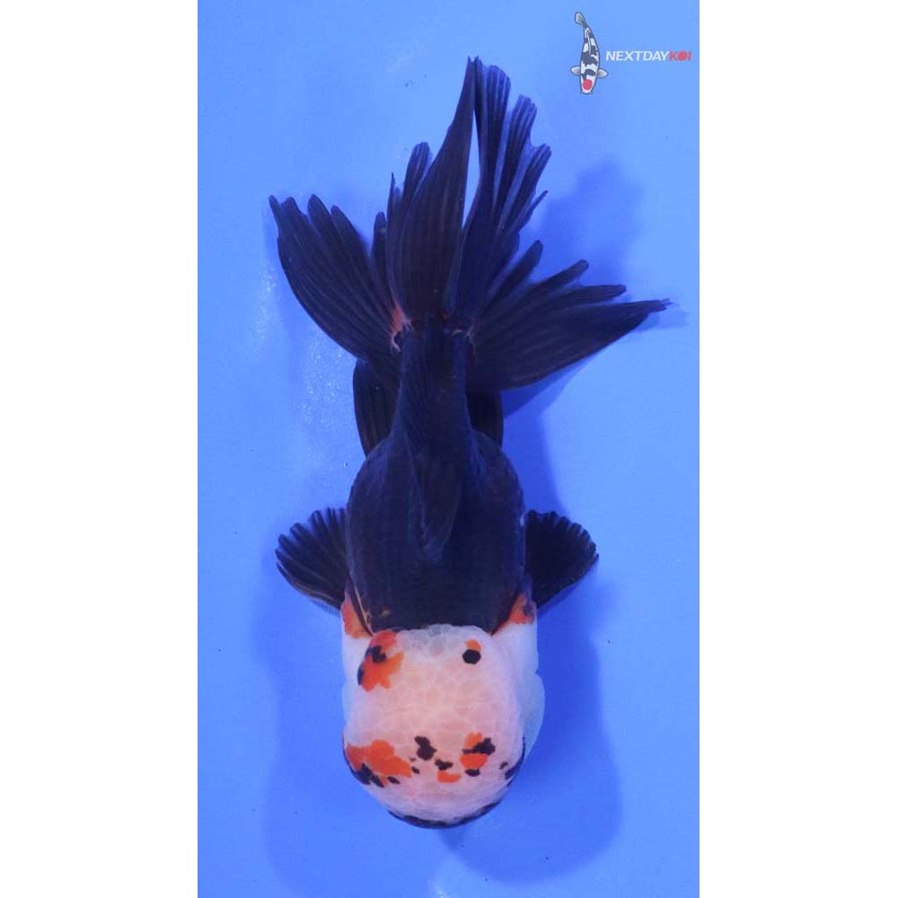 4” Imported Tri Color Oranda