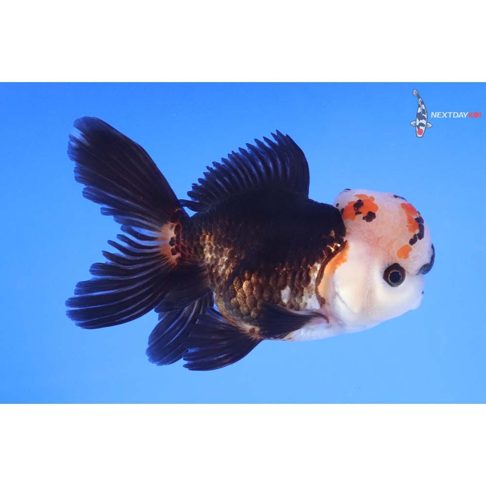 4” Imported Tri Color Oranda