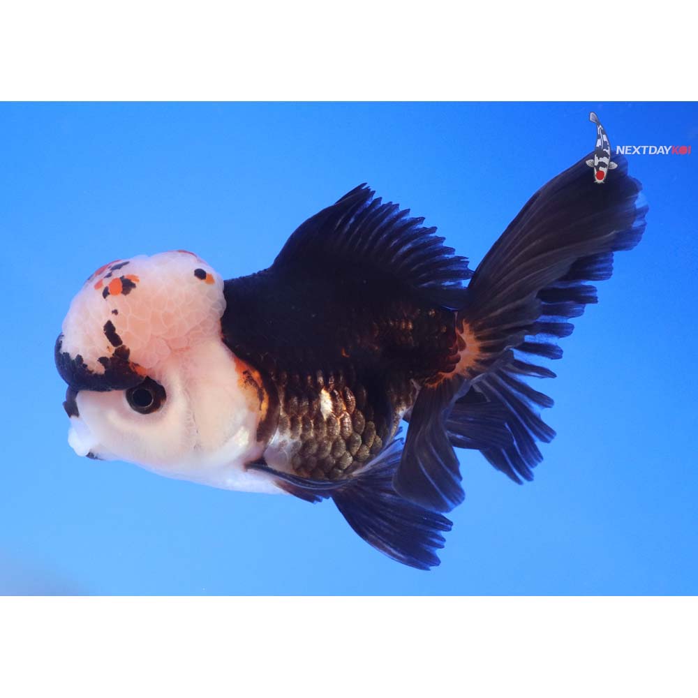 4” Imported Tri Color Oranda