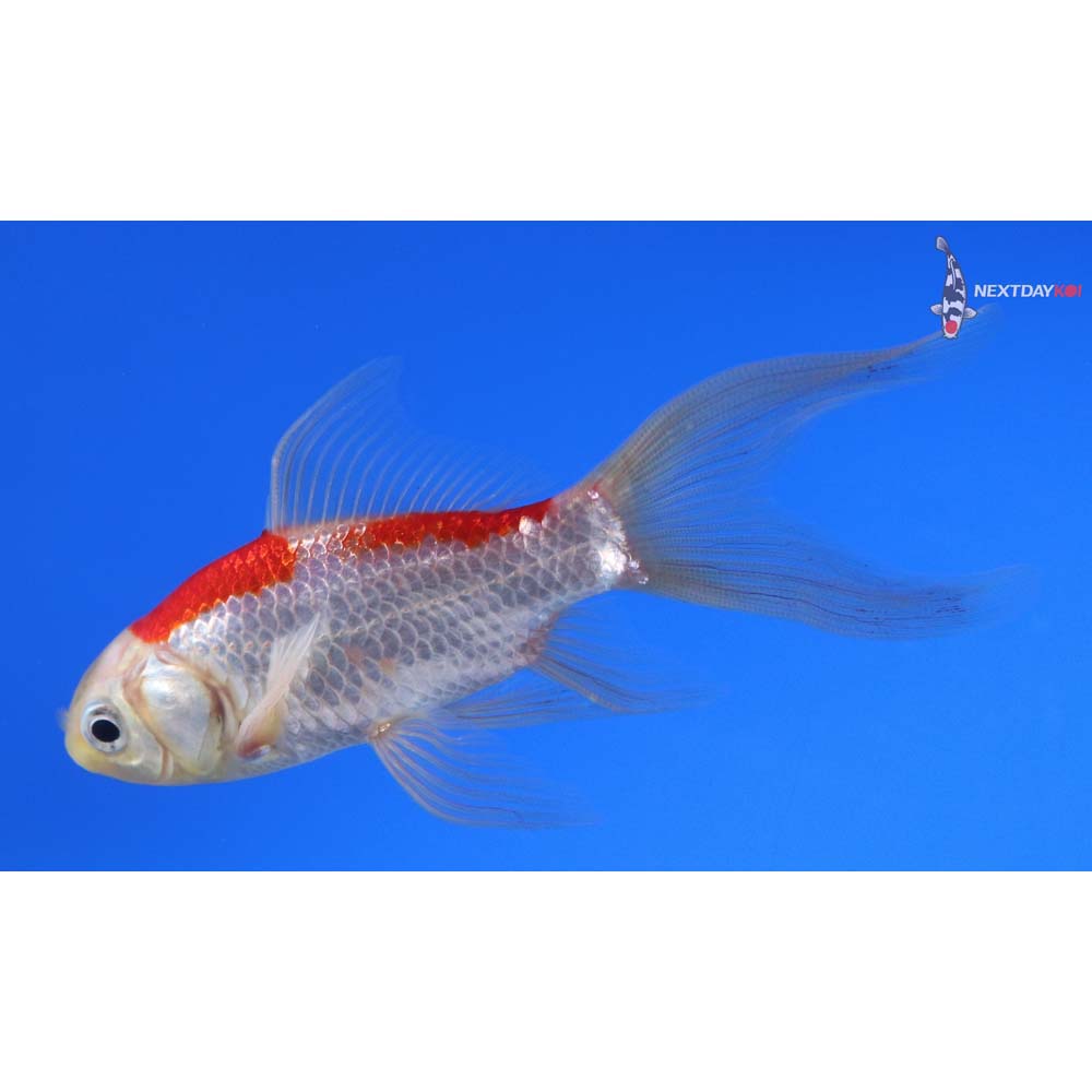 4” Imported Sarasa Comet