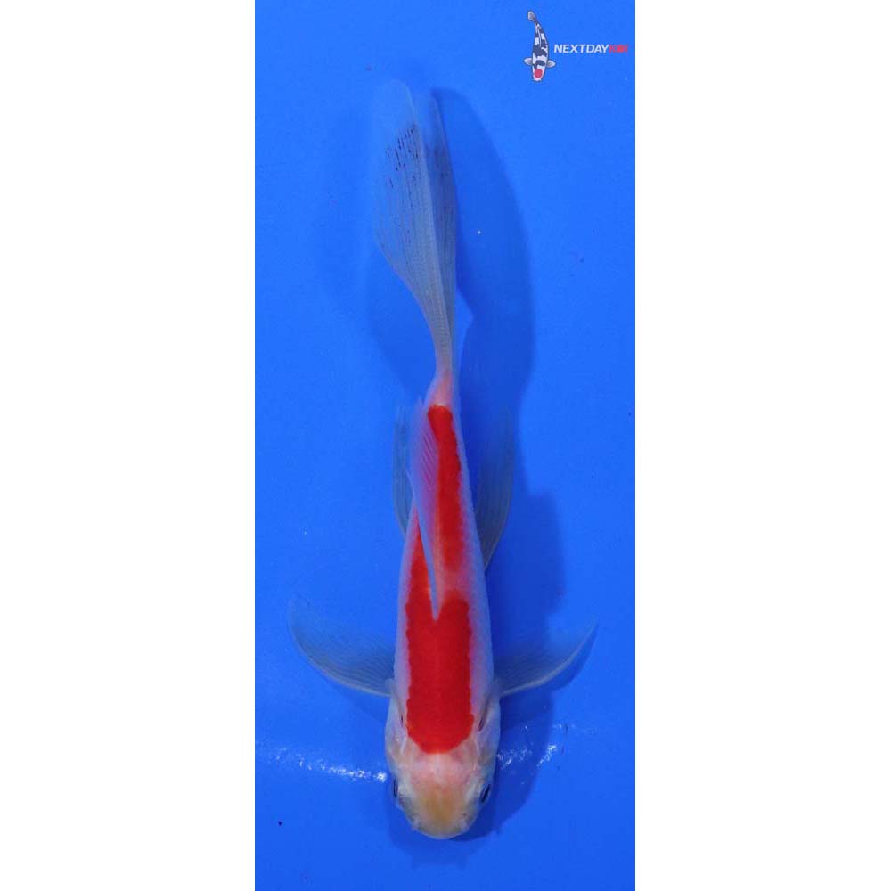 4” Imported Sarasa Comet