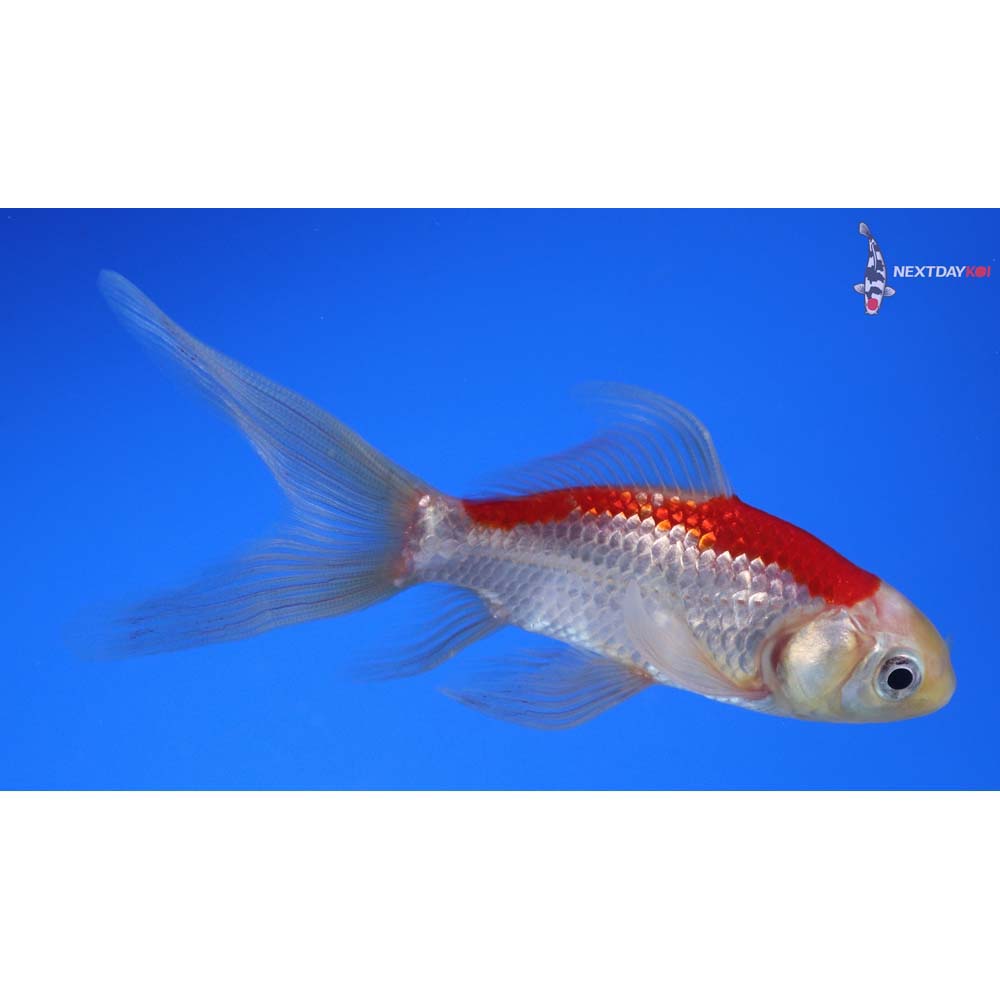 4” Imported Sarasa Comet