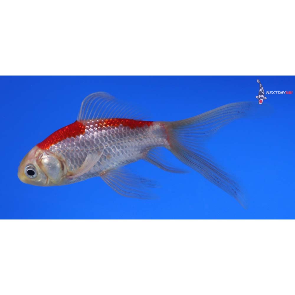 4” Imported Sarasa Comet