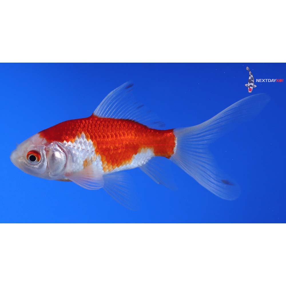 4” Imported Sarasa Comet