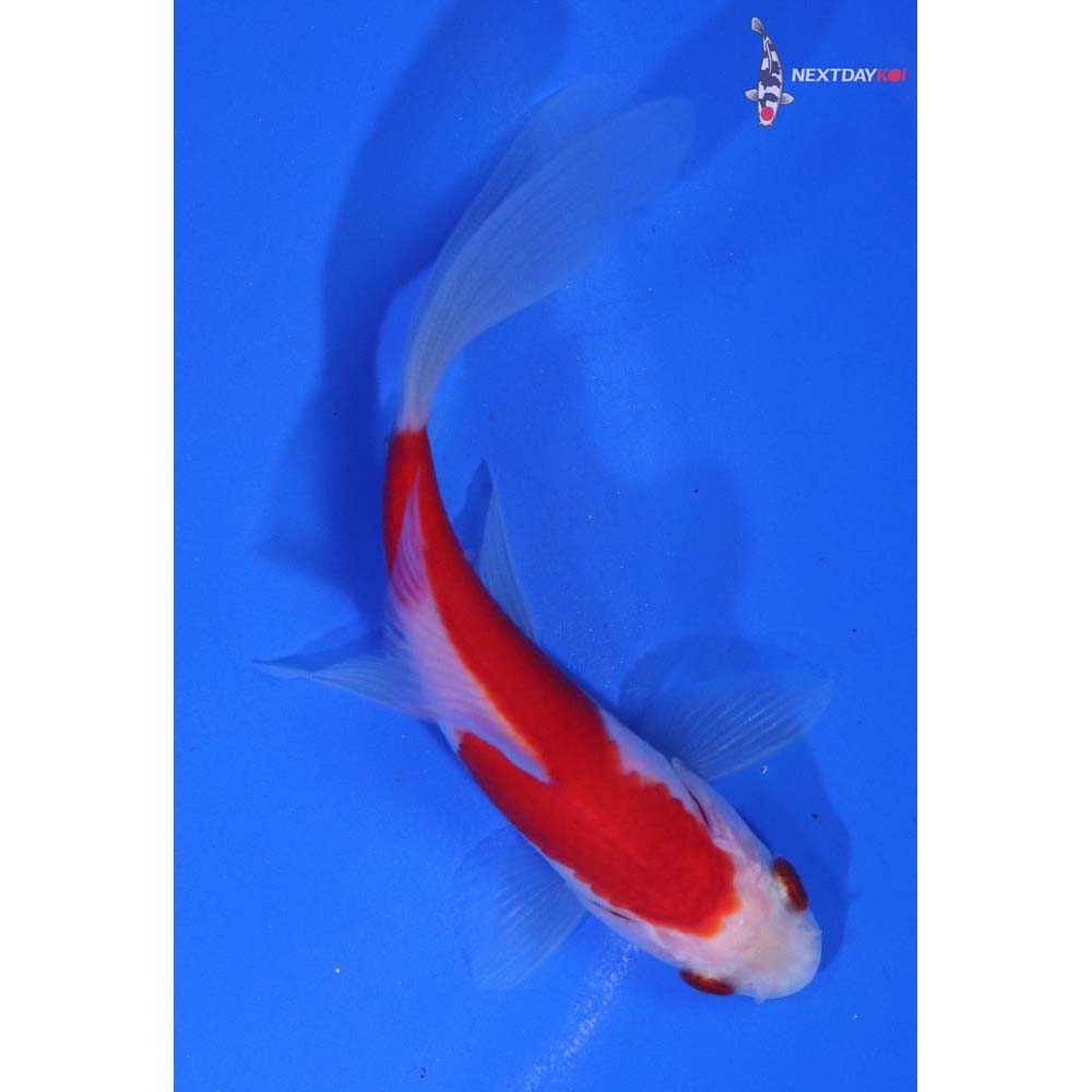 4” Imported Sarasa Comet