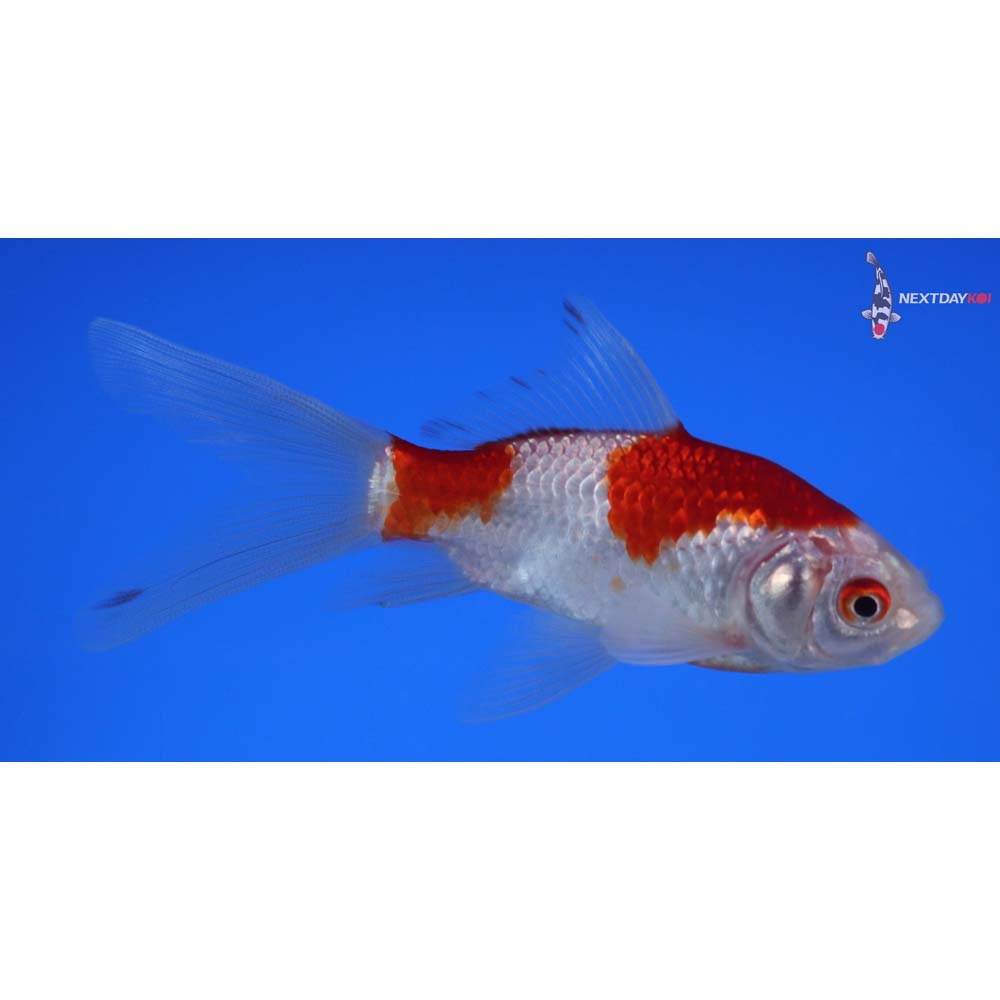 4” Imported Sarasa Comet