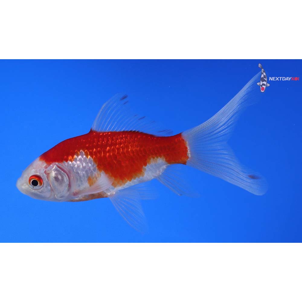4” Imported Sarasa Comet