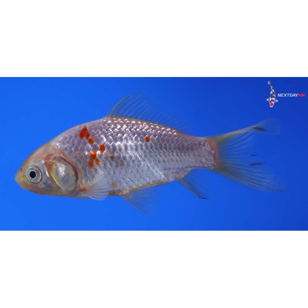 3.5” Imported Sarasa Comet