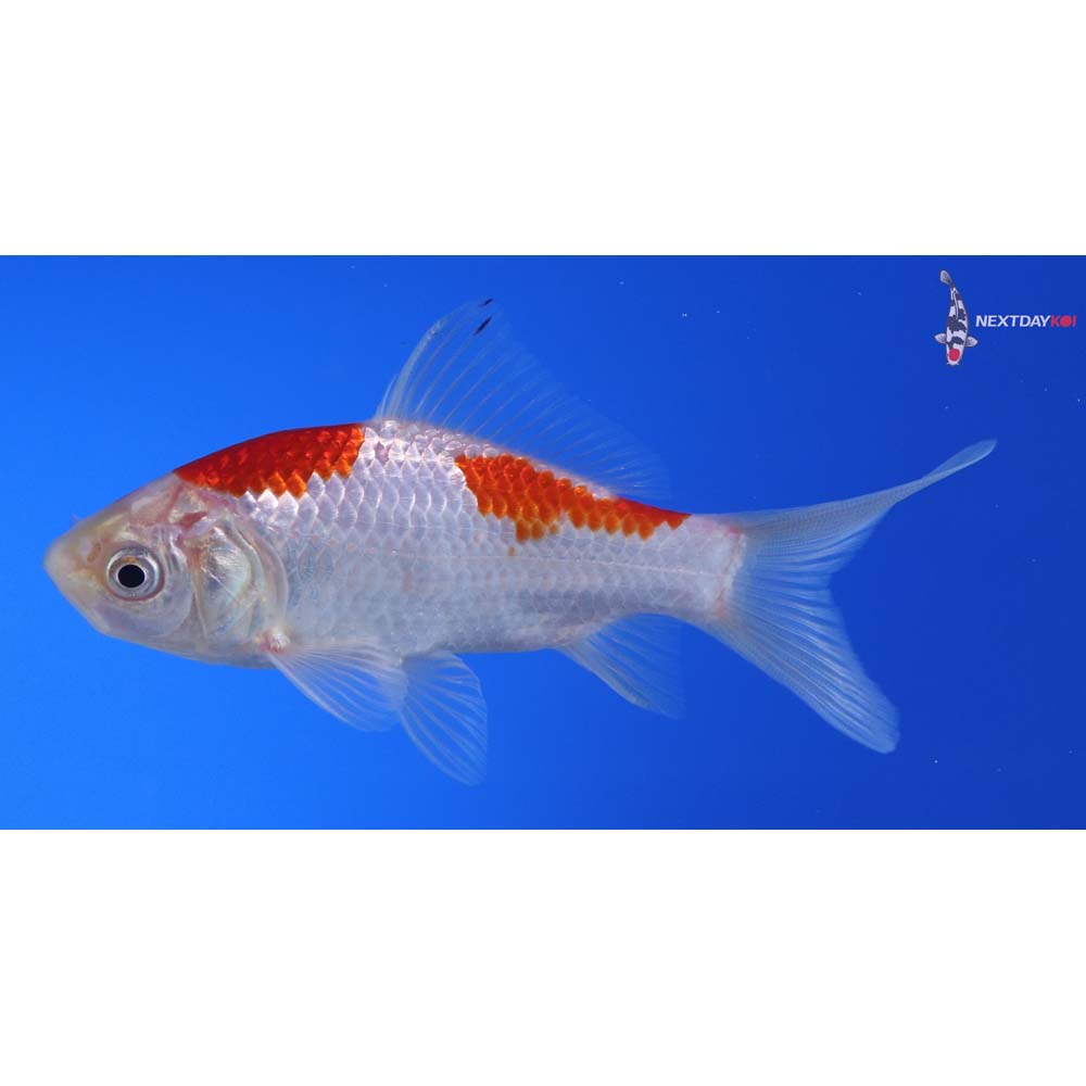 4” Imported Sarasa Comet