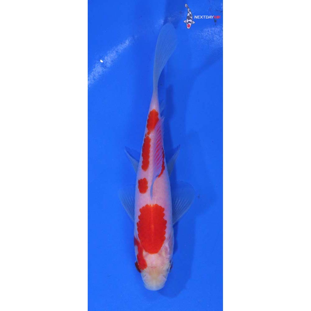 4” Imported Sarasa Comet