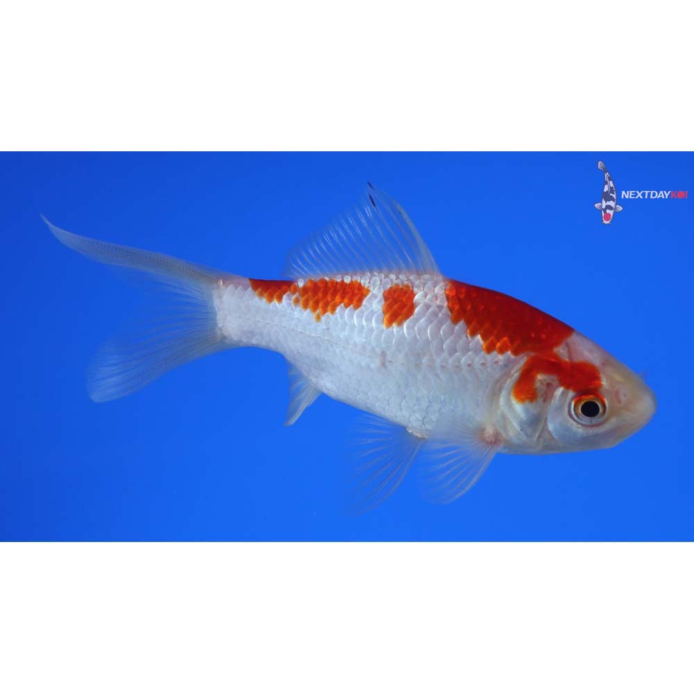 4” Imported Sarasa Comet