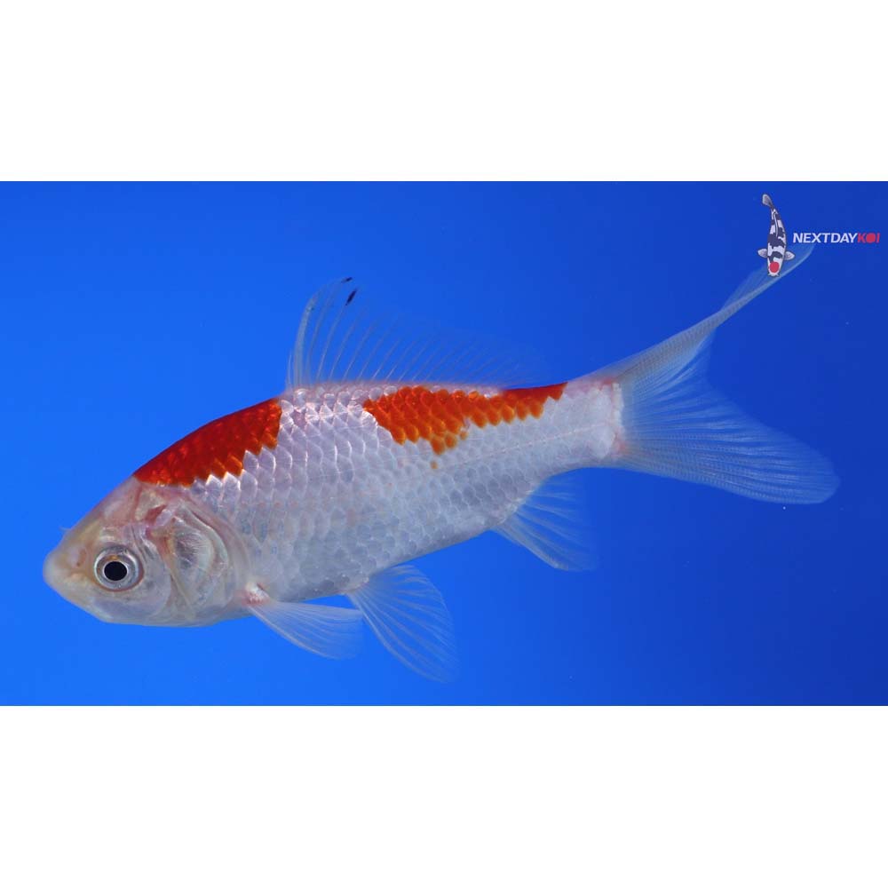 4” Imported Sarasa Comet