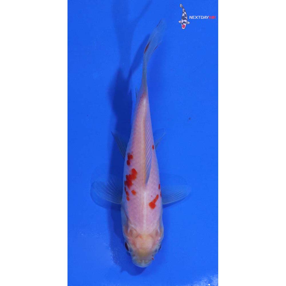 3.5” Imported Sarasa Comet
